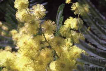 ACACIAS